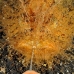 frogfish_hairy_kbrtk3_v_0114_sul1736.jpg